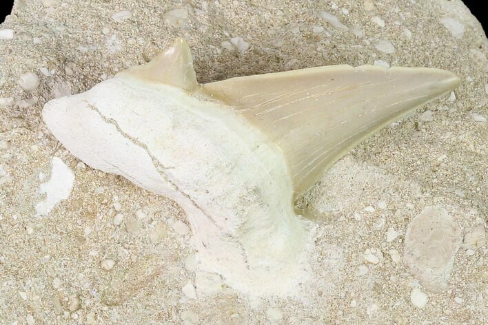 Otodus Shark Tooth Fossil in Rock - Eocene #139881